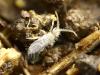 Entomobrya sp.